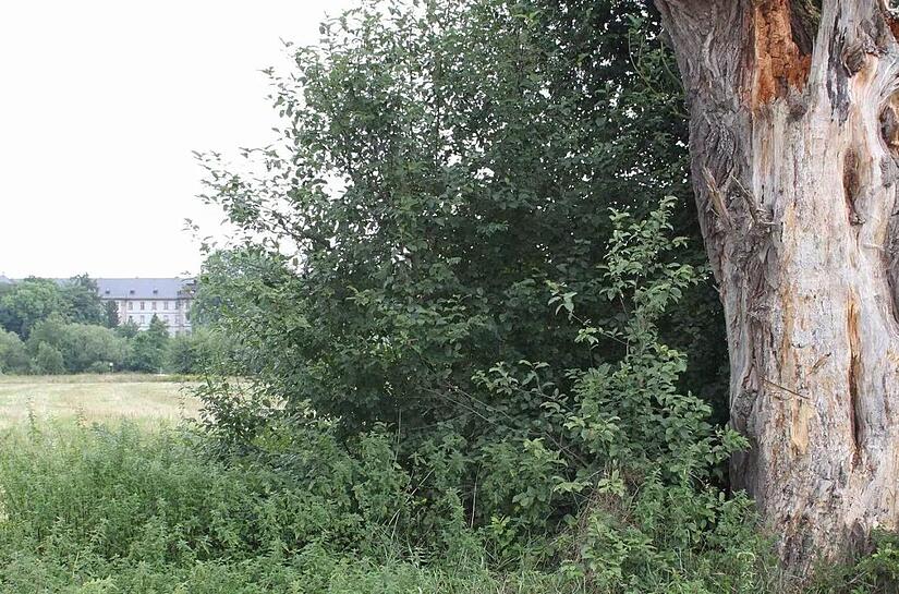 An diesem Baum wurde 1971 die Leiche von Martina S. aus Obertheres (im Hintergrund) gefunden.