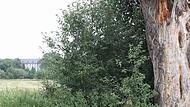 An diesem Baum wurde 1971 die Leiche von Martina S. aus Obertheres (im Hintergrund) gefunden.
