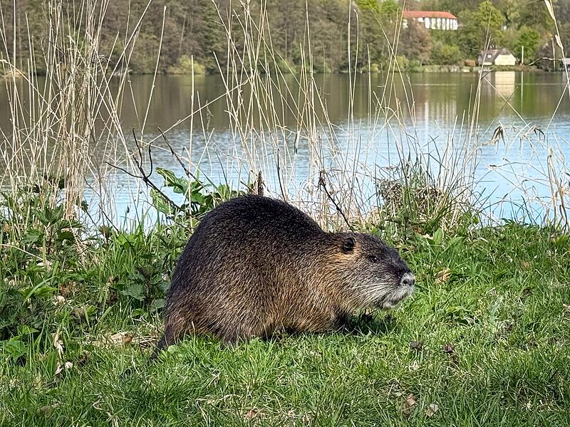 Nutria Nutria