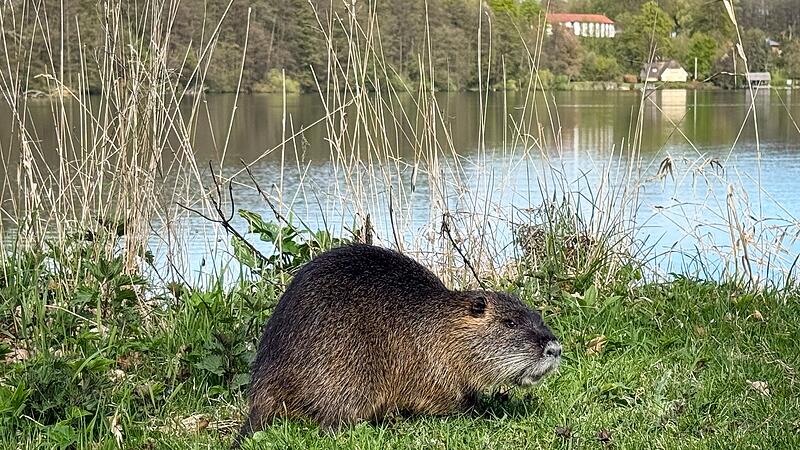 Nutria Nutria