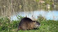 Nutria Nutria