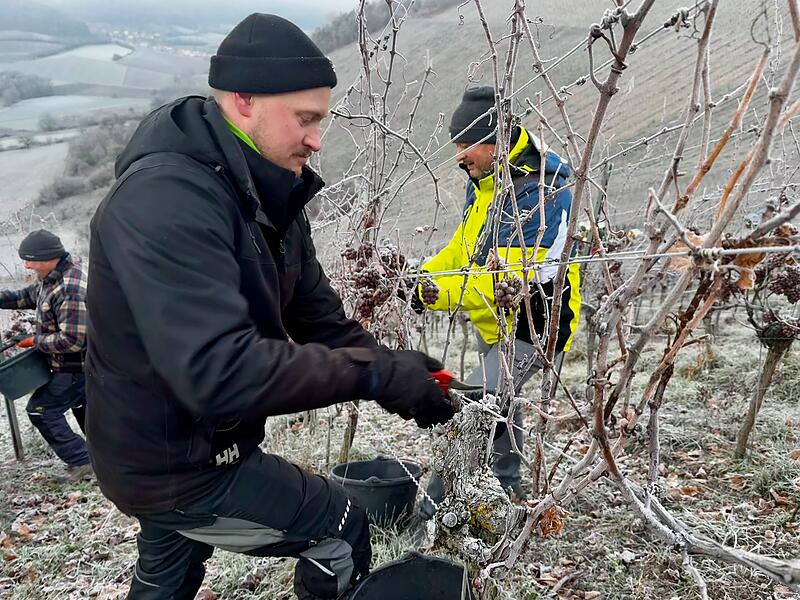 Eiswein Baldauf Ramsthal Eiswein Baldauf Ramsthal