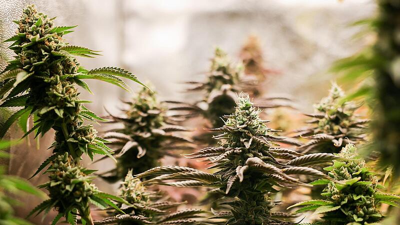 Ab April soll der Besitz kleiner Mengen von Cannabis legal sein. Und ab 1. Juli dieses Jahres auch der Anbau &ndash; nach komplizierten Regeln.