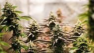 Ab April soll der Besitz kleiner Mengen von Cannabis legal sein. Und ab 1. Juli dieses Jahres auch der Anbau – nach komplizierten Regeln.