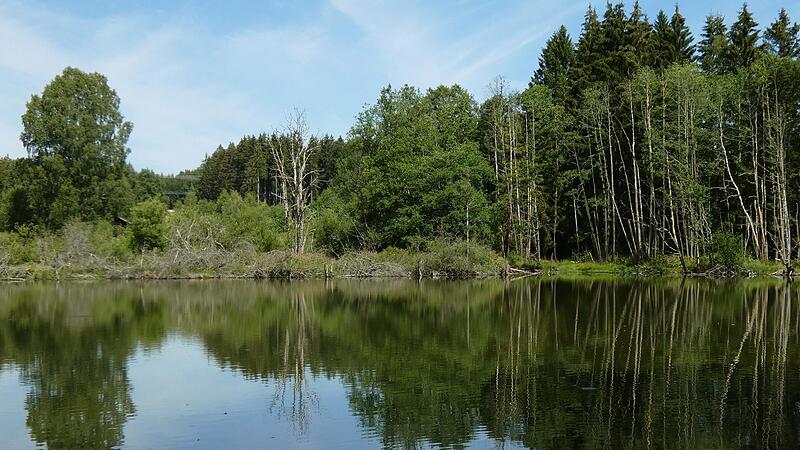 Der Frauenreuther Weiher ist mit seinem klaren, n&auml;hrstoffarmen Wasser f&uuml;r die Natur besonders wertvoll.