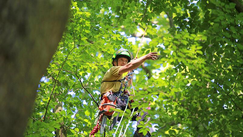 Baumpfleger Helmar Fasold agiert in schwindelerregenden H&ouml;hen &ndash; alles, um die Sicherheit im Kellerwald zu erh&ouml;hen.Forchheim & Fr&auml;nkische Schweiz