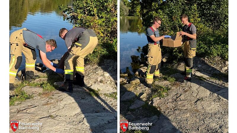 Bamberger Feuerwehr mit Rettungseinsatz - "offensichtlich verletztes Tier"