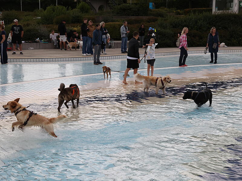 Hundebadetag Hundebadetag