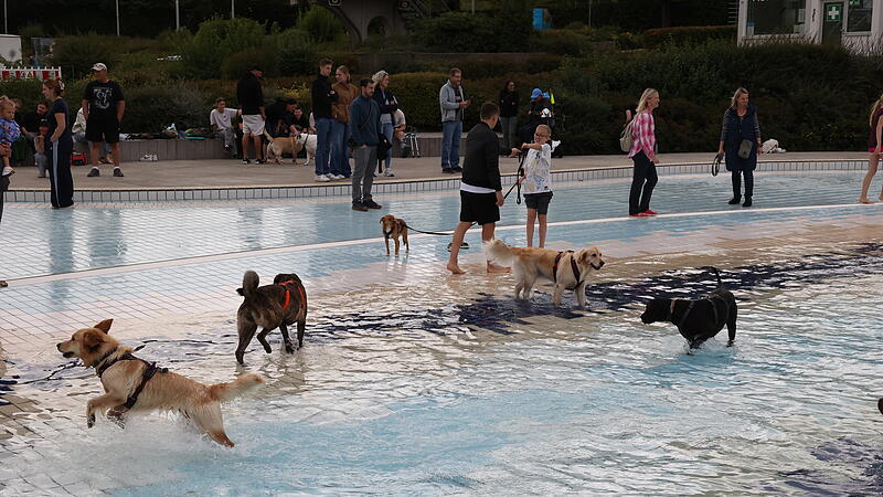 Hundebadetag Hundebadetag