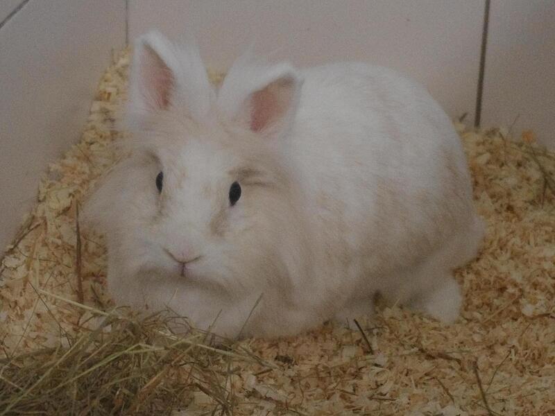Kelly sucht ein neues Zuhause.