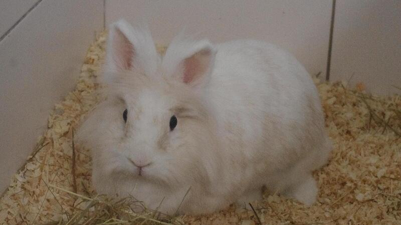 Kelly sucht ein neues Zuhause. Kelly sucht ein neues Zuhause.