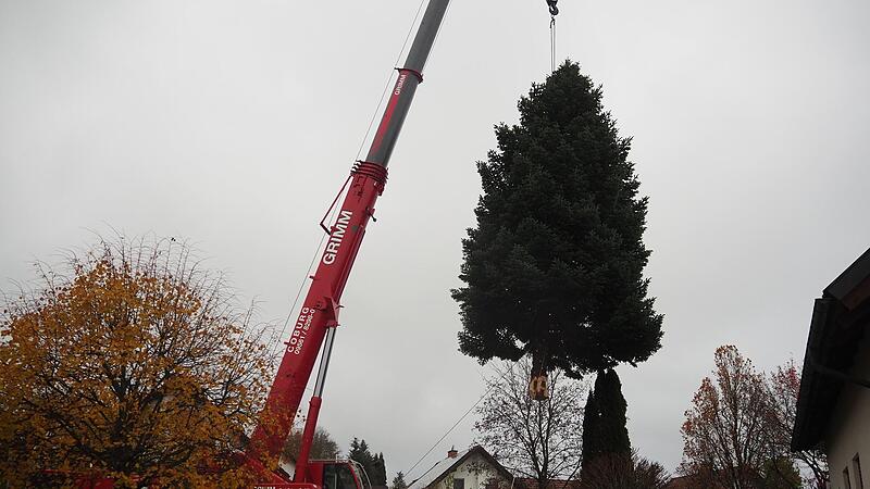Der Baum wird mit einem Kran auf den Tieflader gehoben.