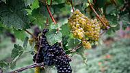 Eröffnung fränkischer Weinlese