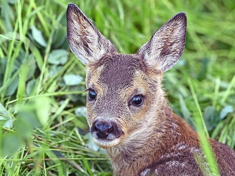 Ein Rehkitz im Gras.
