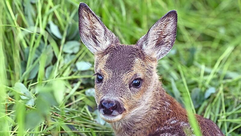 Ein Rehkitz im Gras.