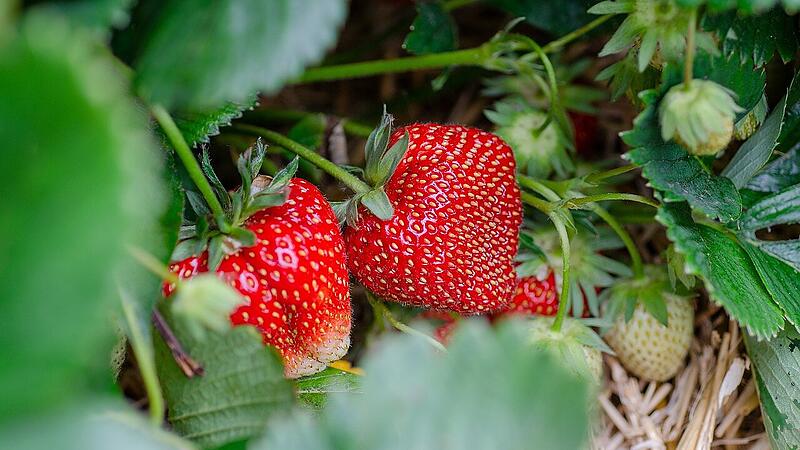 Erdbeeren k&ouml;nnen noch gepflanzt werden