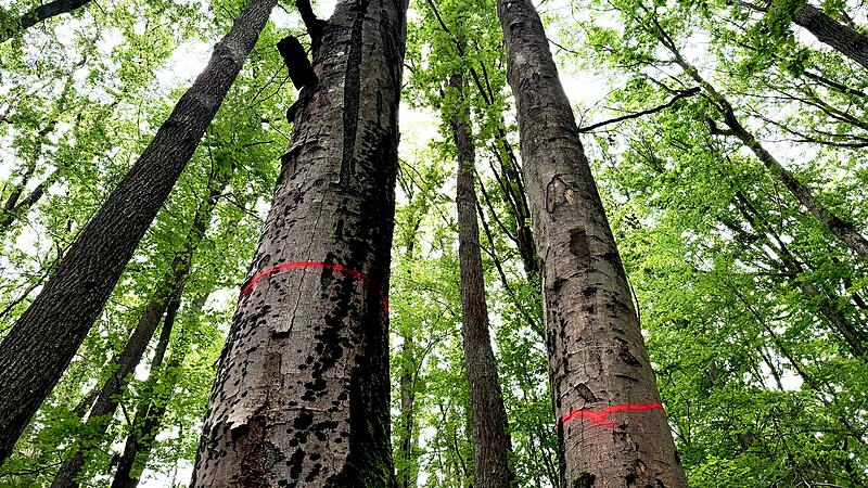 Rot markierte Bäume im Kellerwald müssen gefällt werdenForchheim & Fränkische Schweiz Rot markierte Bäume im Kellerwald müssen gefällt werden.
