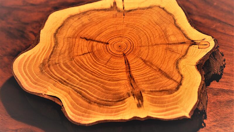 Das Holz der Eibe ist mit seinen engen Jahresringen sehr hart und w&auml;chst nur langsam. Deutlich sieht man an dieser Holzscheibe, wie der Baum mitgedacht hat und auf Zugkr&auml;fte durch Verst&auml;rkungen in den Au&szlig;enbereichen reagiert hat. Die Erweiterungen werden in unserem Klima mehr an der West-, als an der Ostseite gebildet. F&uuml;r einen Fachmann ist eine solche Holzscheibe wie ein Buch.