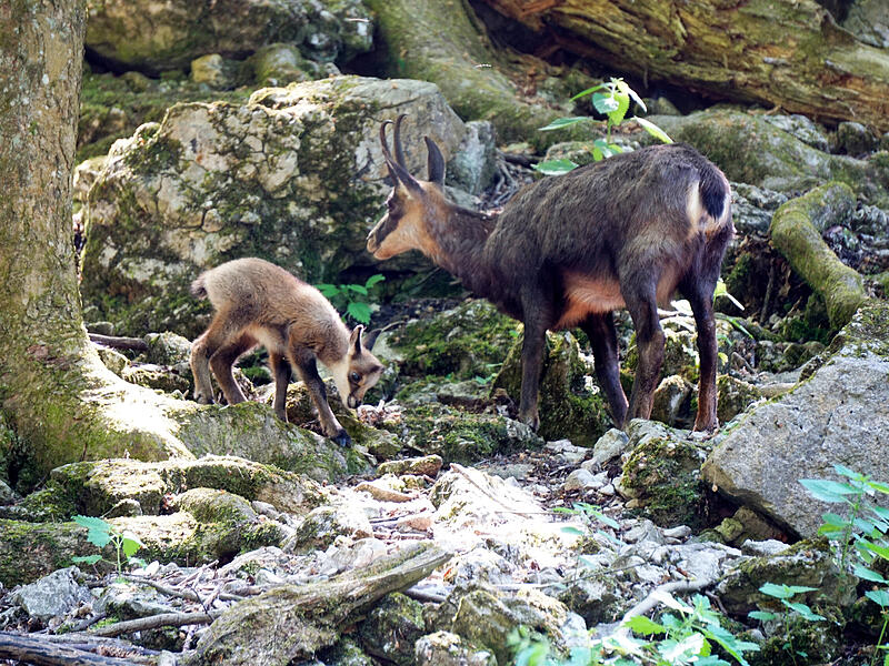Junge Gämsen erfreuen Besucher des Tierparks Hundshaupten.Forchheim & Fränkische Schweiz