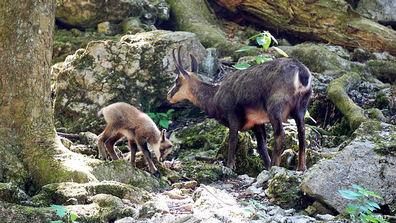 Junge Gämsen erfreuen Besucher des Tierparks Hundshaupten.Forchheim & Fränkische Schweiz Junge Gämsen erfreuen Besucher des Tierparks Hundshaupten.Forchheim & Fränkische Schweiz