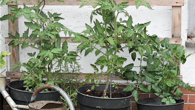 Tomaten können auch im Kübel an der Hauswand gedeihen, wenn man einige Tipps beachtet. Tomaten können auch im Kübel an der Hauswand gedeihen, wenn man einige Tipps beachtet.