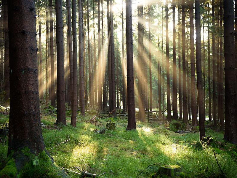 Wald