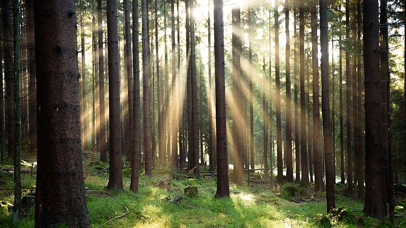 Wald