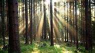 Wald
