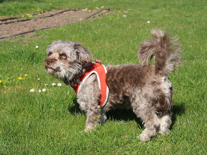 Hundekacke im RondellHundekacke im Rondell Hundekacke im RondellHundekacke im Rondell