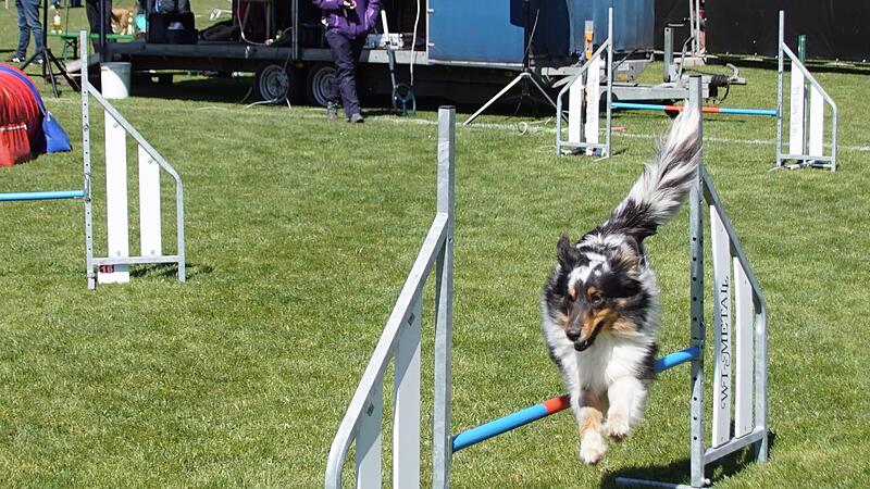 Vorsicht, fliegender Border-Collie