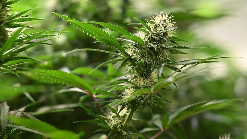 Cannabispflanze