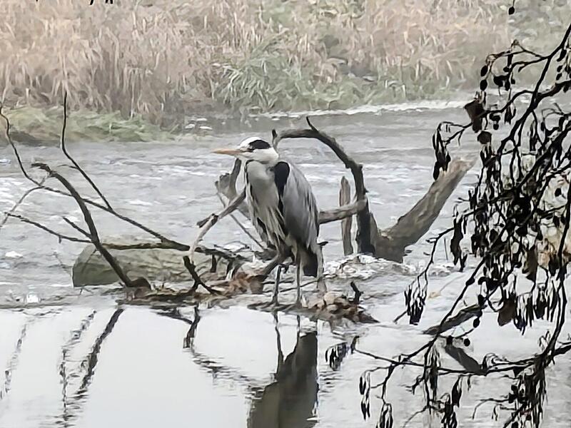 Dieser Schnappschuss zeigt einen Fischreiher an der fränkischen Saale.