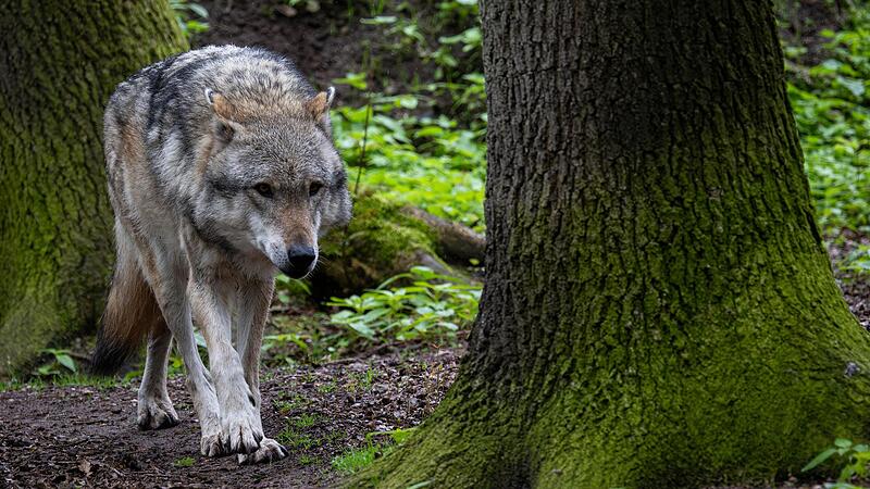 Dieser Wolf ist im Gehege in Nordrhein-Westfalen in Sicherheit. In der Rh&ouml;n hat die Regierung von Unterfranken jetzt &bdquo;zwei schadstiftenden W&ouml;lfe&ldquo; zum Abschluss freigegeben.