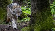 Dieser Wolf ist im Gehege in Nordrhein-Westfalen in Sicherheit. In der Rh&ouml;n hat die Regierung von Unterfranken jetzt &bdquo;zwei schadstiftenden W&ouml;lfe&ldquo; zum Abschluss freigegeben.