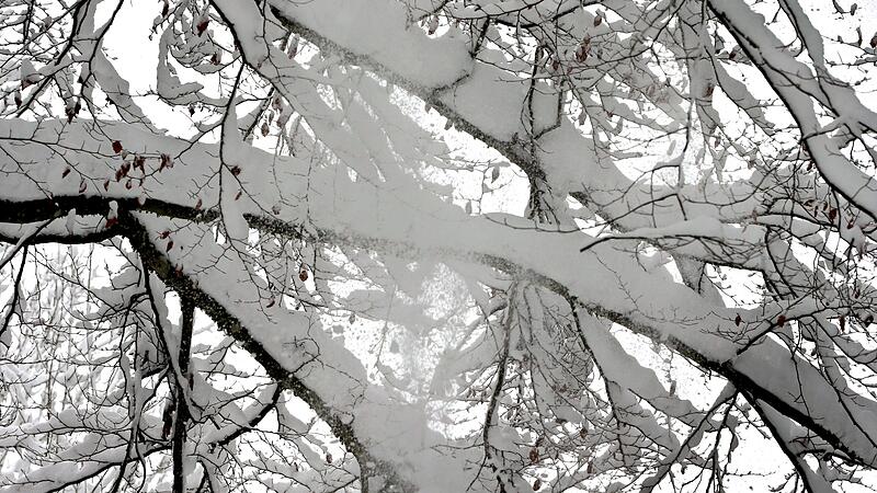 Vorsicht bei Schnee auf Bäumen Vorsicht bei Schnee auf Bäumen