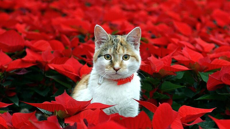 Weihnachtsstern Gift Haustiere