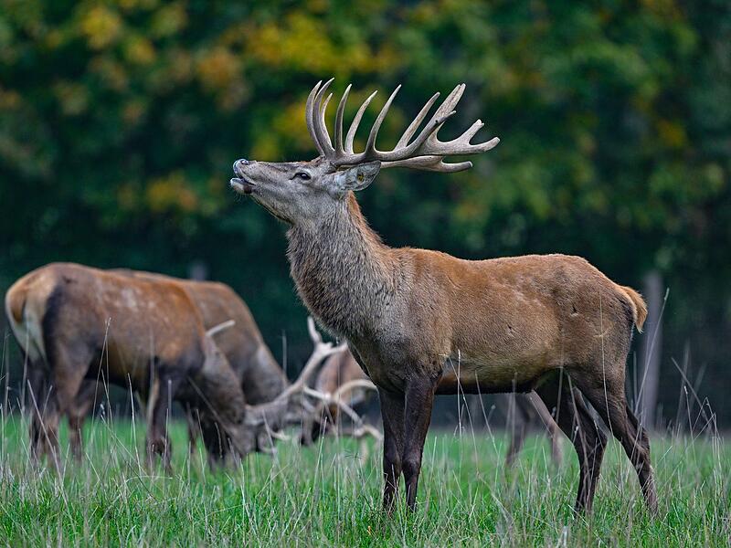 Bei einem Treffen mit Jagdminister Hubert Aiwanger wurde beraten, wie der Rotwildbestand in der Region stabilisiert werden kann.