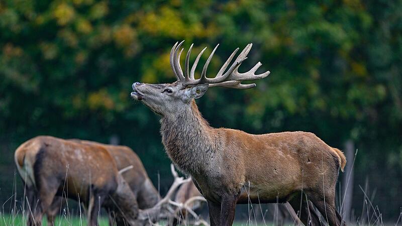 Bei einem Treffen mit Jagdminister Hubert Aiwanger wurde beraten, wie der Rotwildbestand in der Region stabilisiert werden kann. Bei einem Treffen mit Jagdminister Hubert Aiwanger wurde beraten, wie der Rotwildbestand in der Region stabilisiert werden kann.
