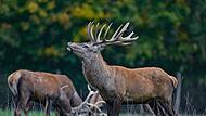 Bei einem Treffen mit Jagdminister Hubert Aiwanger wurde beraten, wie der Rotwildbestand in der Region stabilisiert werden kann.