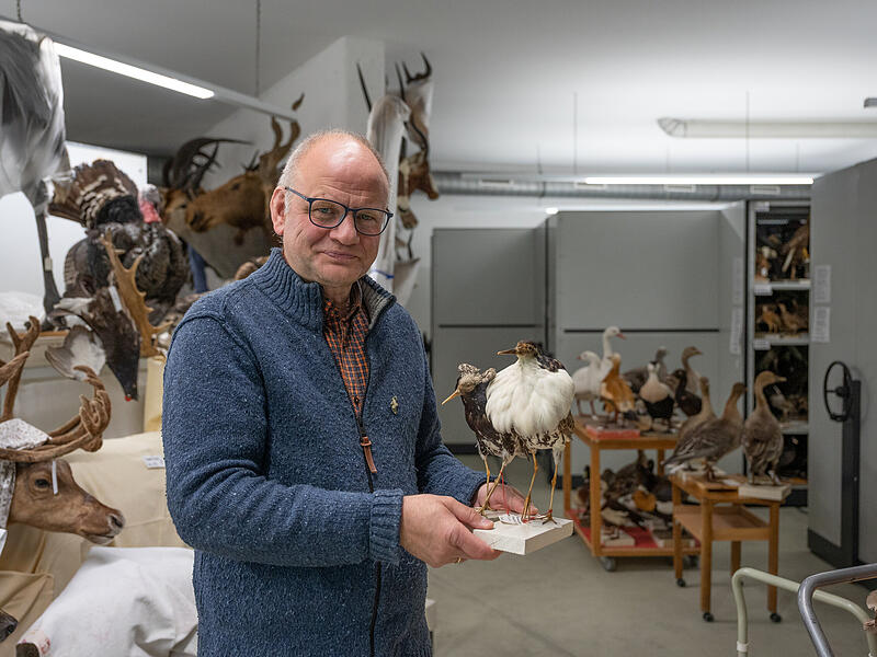Christoph Unger im Keller bei den Sammlungen des Naturkundemuseums. Christoph Unger im Keller bei den Sammlungen des Naturkundemuseums.
