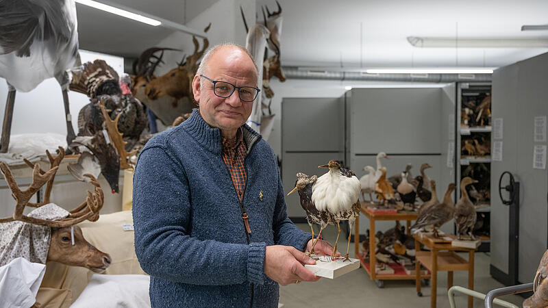 Christoph Unger im Keller bei den Sammlungen des Naturkundemuseums. Christoph Unger im Keller bei den Sammlungen des Naturkundemuseums.