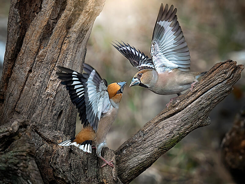 &bdquo;Streitende Kirschkernbei&szlig;er" von Maximilian Dorsch hei&szlig;t das Gewinnerbild in der Kategorie &bdquo;Faszination Wald" beim Blende Fotowettbewerb 2022.