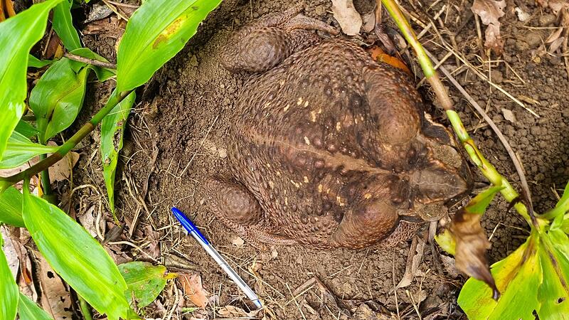 Monster-Kröte in Australien entdeckt
