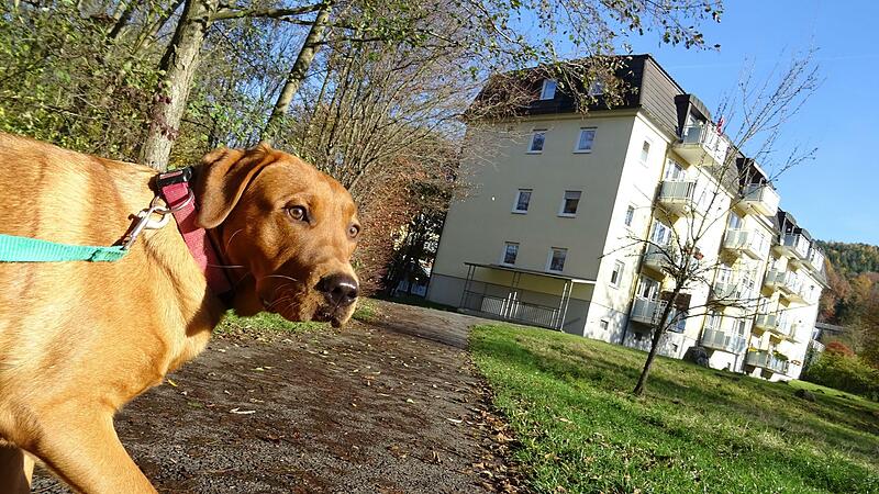 Auf dem Weg an der Röden fand wohl der Jack-Russel-Terrier den tödlichen Giftköder. Hunde sollten daher - wie hier Redaktionshund Leo - an der Leine bleiben, um zu verhindern, dass sie etwas fressen, das sie am Wegesrand finden, rät die Polizei. Auf dem Weg an der Röden fand wohl der Jack-Russel-Terrier den tödlichen Giftköder. Hunde sollten daher - wie hier Redaktionshund Leo - an der Leine bleiben, um zu verhindern, dass sie etwas fressen, das sie am Wegesrand finden, rät die Polizei.