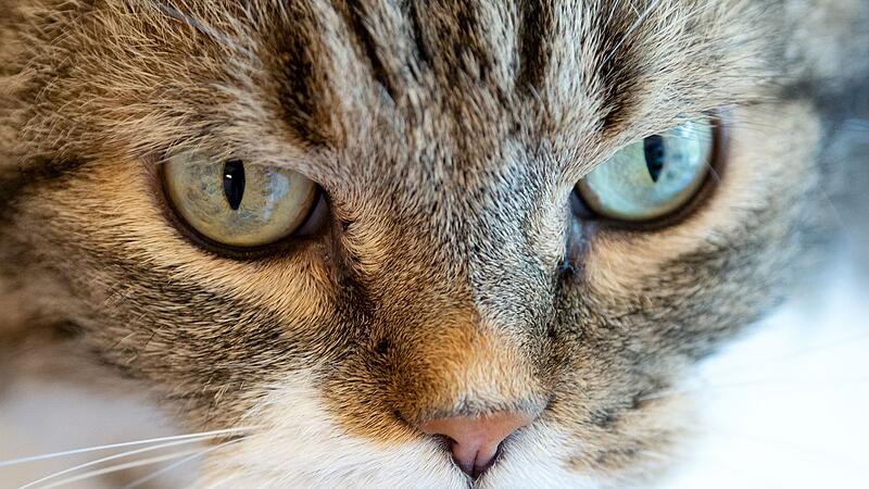 Katze im Tierheim