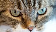 Katze im Tierheim