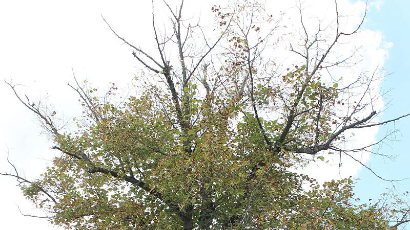 Die Krone der etwa 70 Jahre alten Linde an der Kr&ouml;&szlig;wehrstra&szlig;e in Oberwallenstadt mit kahlen &Auml;sten.