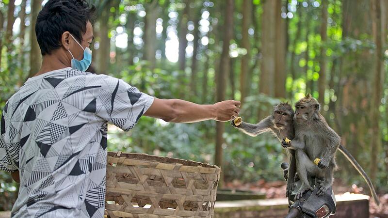 Mitarbeiter füttert Makaken im Sangeh Monkey Forest