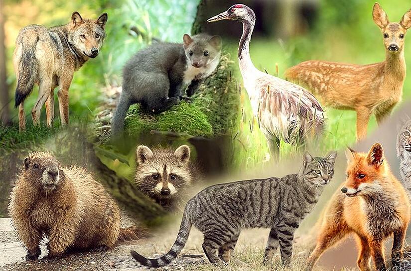 Die fränkische Wildnis ist beeindruckend und artenreich. Welche Tiere sind im Landkreis Haßberge unterwegs? Die fränkische Wildnis ist beeindruckend und artenreich. Welche Tiere sind im Landkreis Haßberge unterwegs?