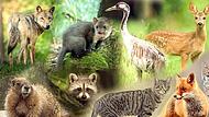 Die fränkische Wildnis ist beeindruckend und artenreich. Welche Tiere sind im Landkreis Haßberge unterwegs?